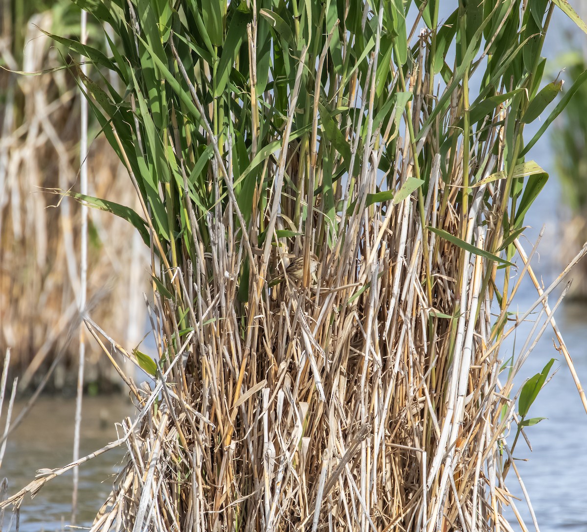 Карликовая котата - ML646141821