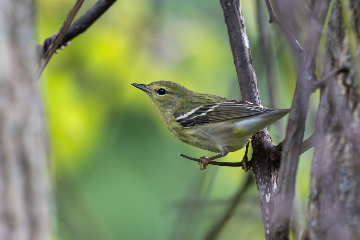 Пестрогрудая древесница - ML646141822