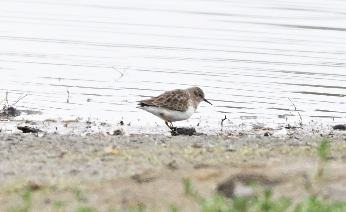 Песочник-крошка - ML646141825