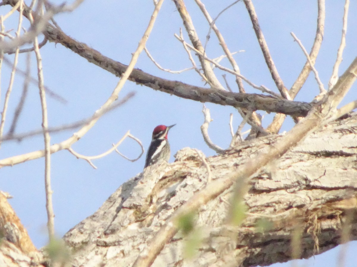 Желтобрюхий дятел-сокоед - ML646141828