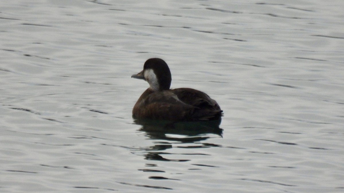 Black Scoter - ML646141829