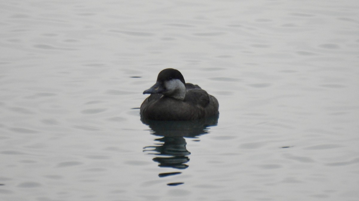 Black Scoter - ML646141830