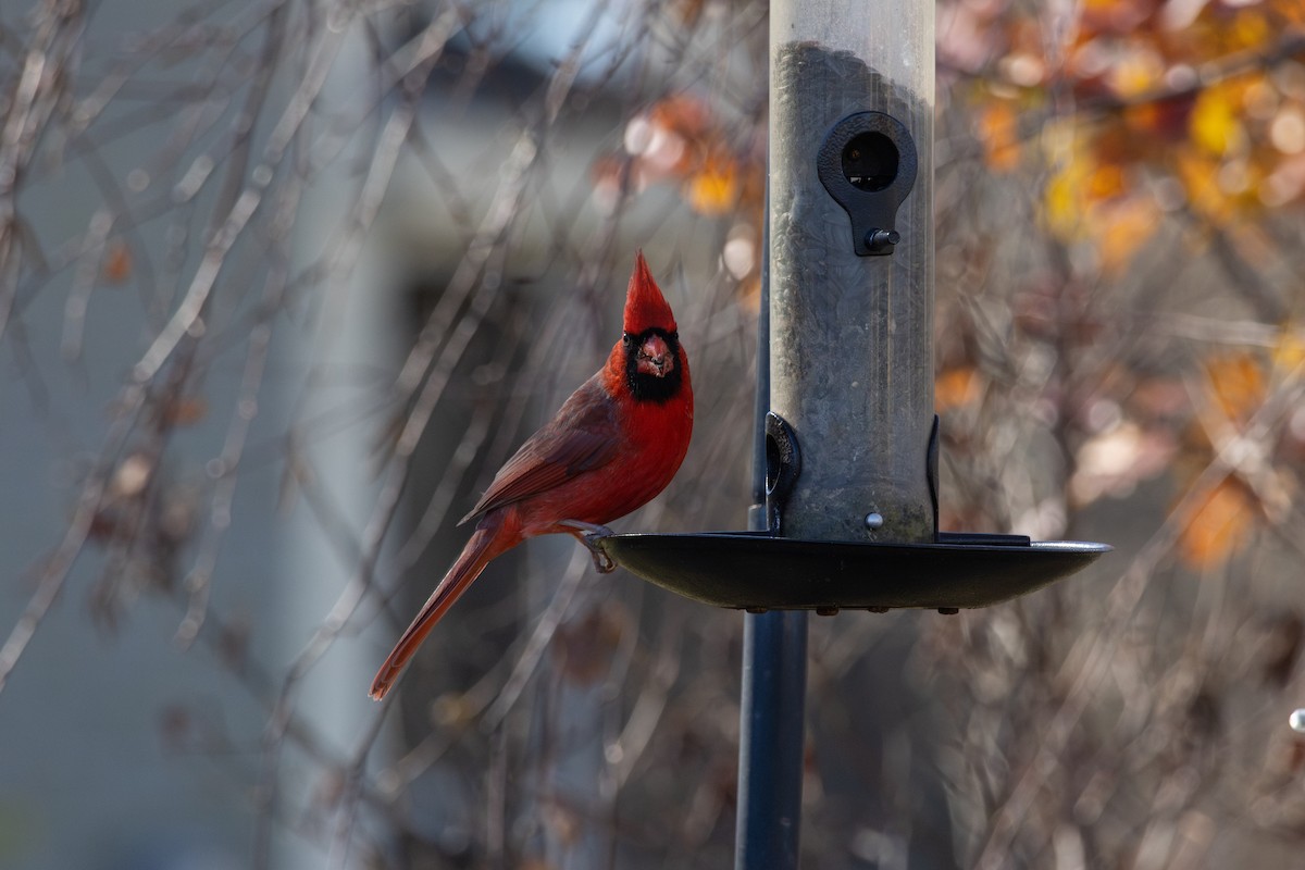 Красный кардинал - ML646141831