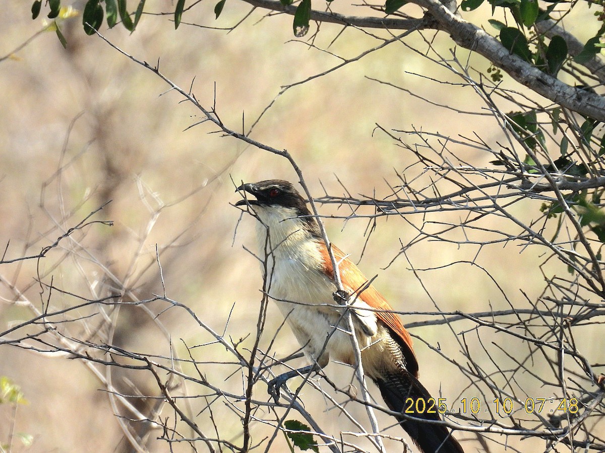 Burchell's Coucal - ML646141832