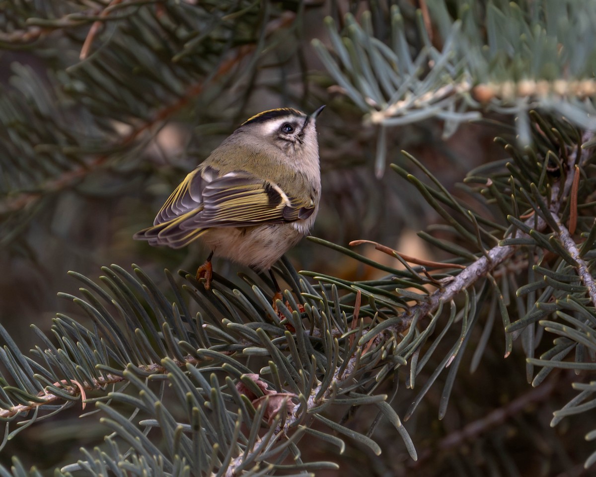 Золотоголовый королёк - ML646141833