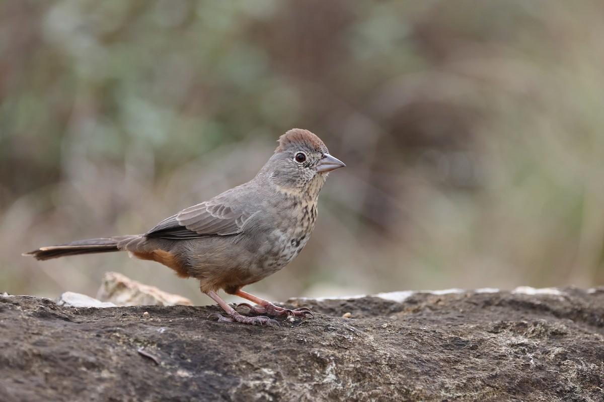 Бурый тохи - ML646141835