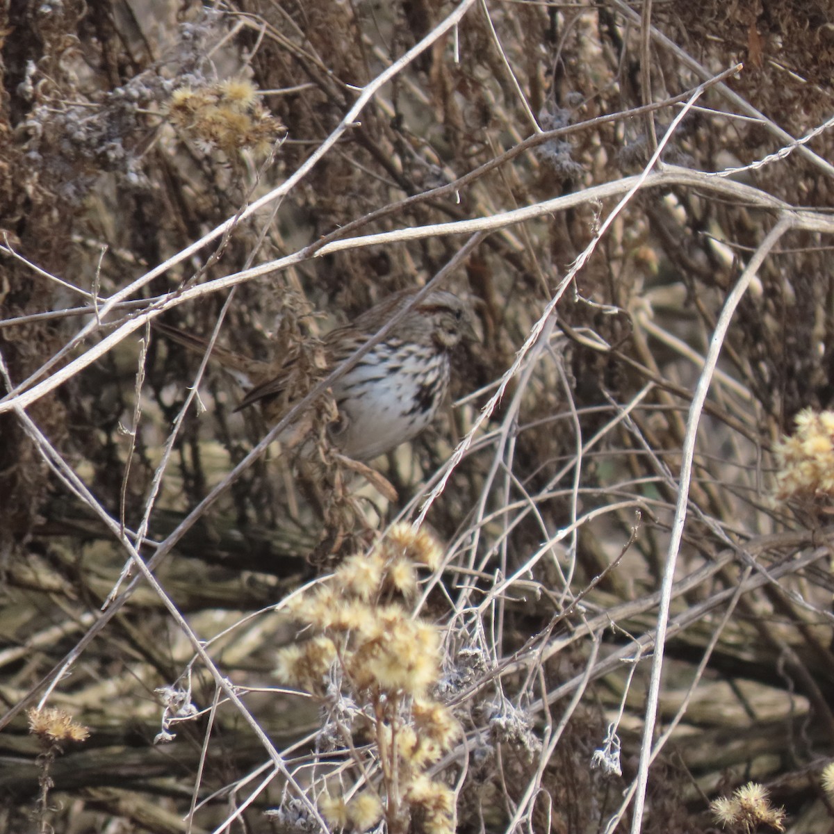 Певчая овсянка - ML646141836