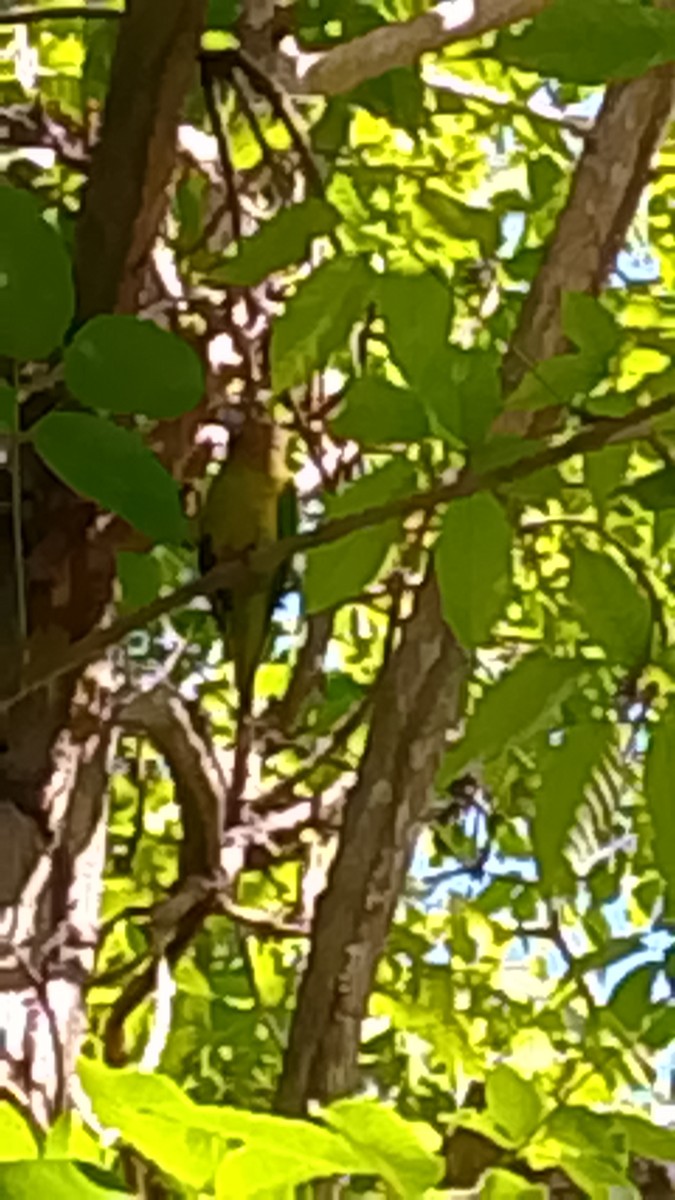 Brown-throated Parakeet - ML646141839