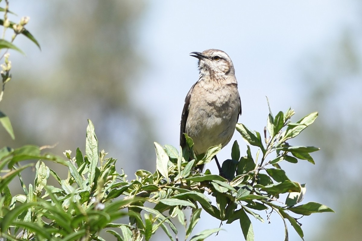Чилийский пересмешник - ML646141841