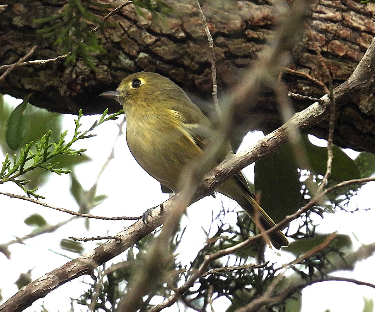 Hutton's Vireo - ML646141844