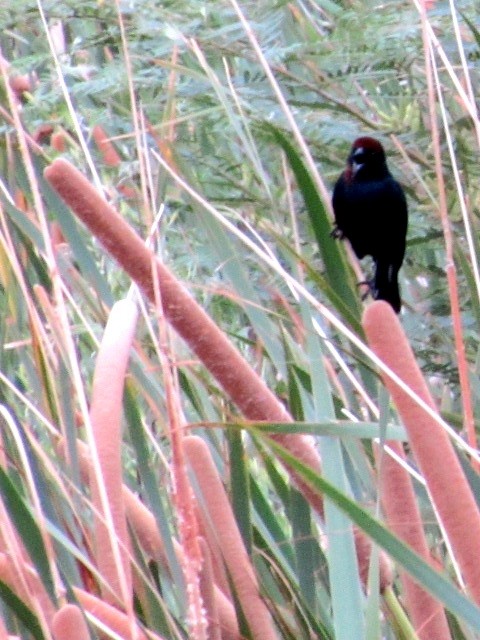 Chestnut-capped Blackbird - ML646141846
