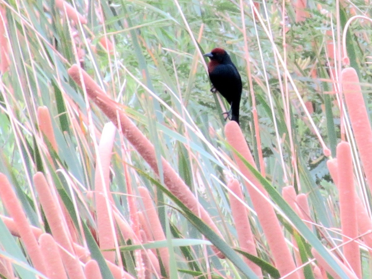Chestnut-capped Blackbird - ML646141847