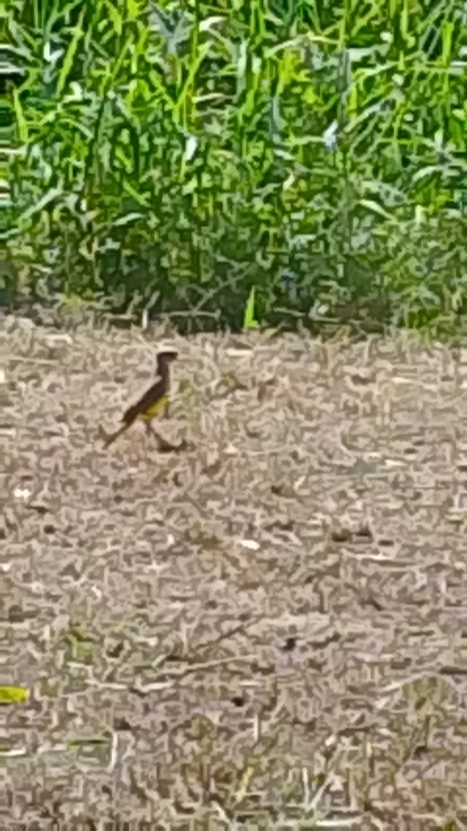 Cattle Tyrant - ML646141857