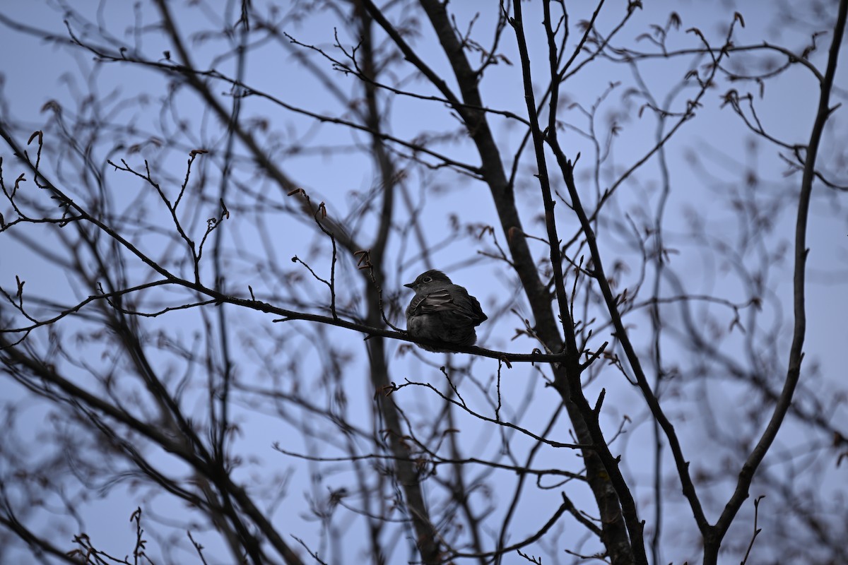Townsend's Solitaire - ML646141860