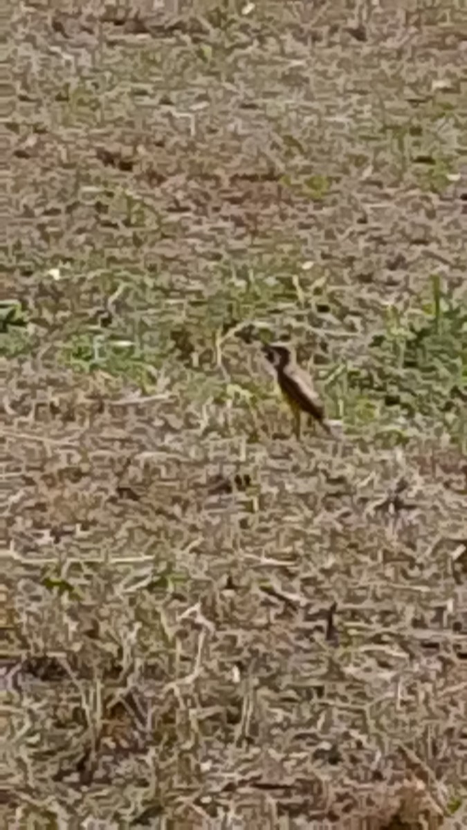 Cattle Tyrant - ML646141863