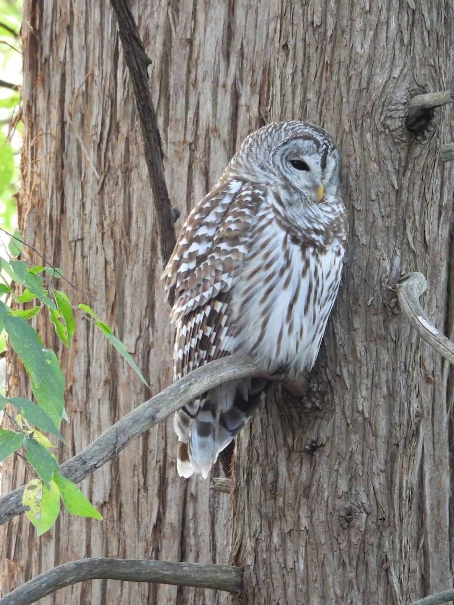 Barred Owl - ML646141868