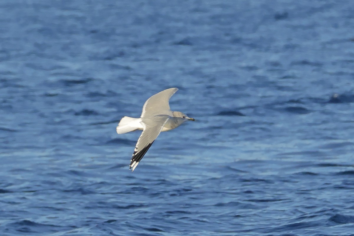 Common Gull - ML646141872
