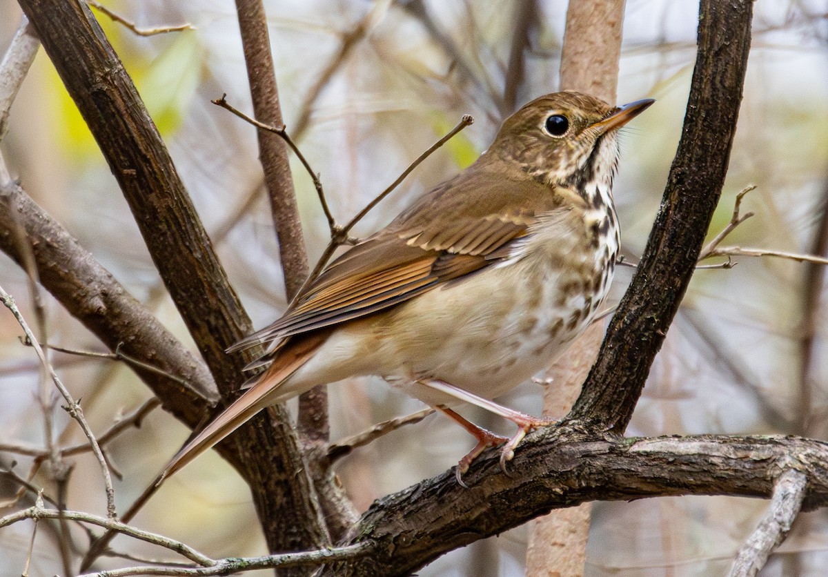 Hermit Thrush - ML646141876