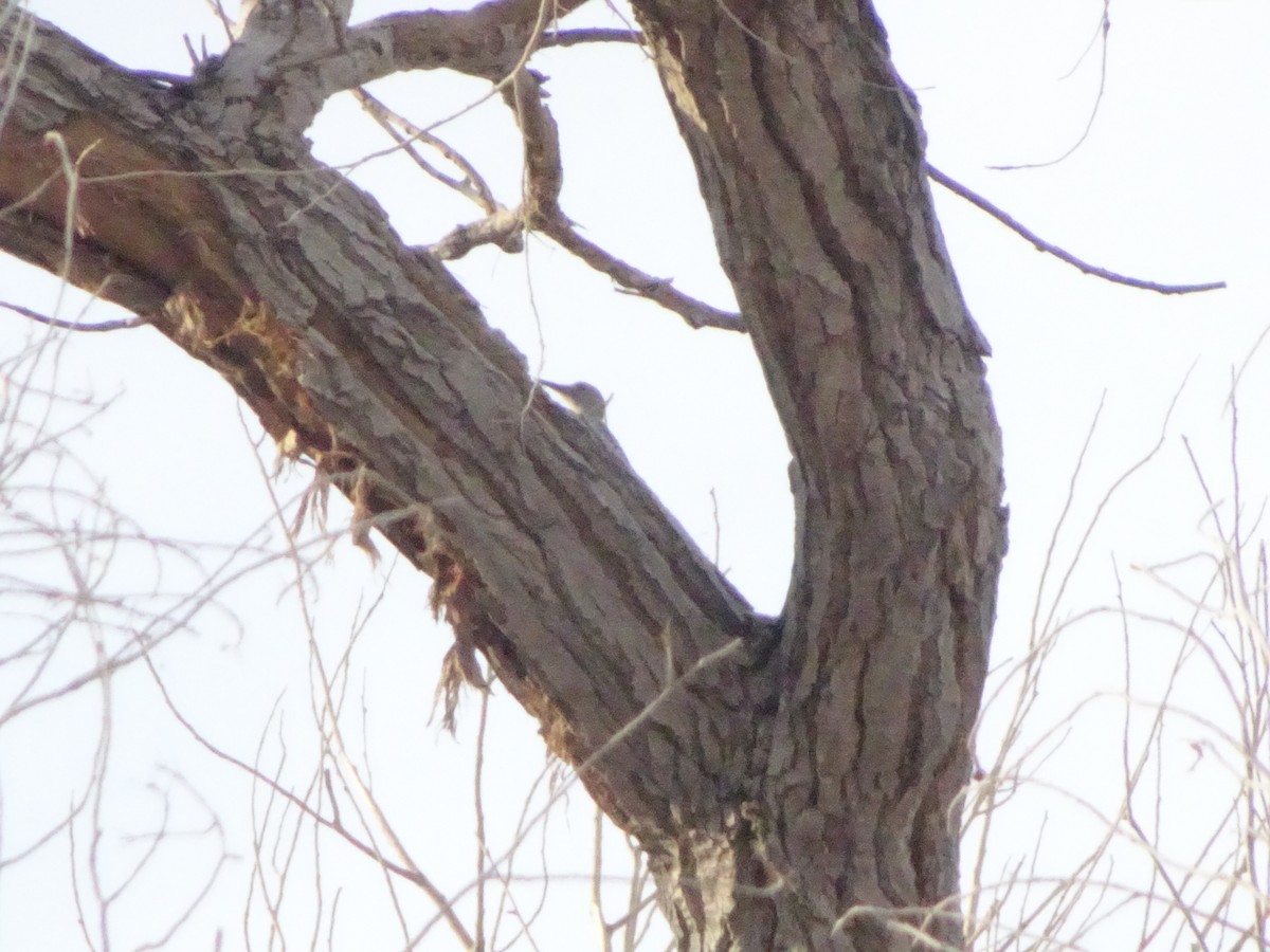 Golden-fronted Woodpecker - ML646141877