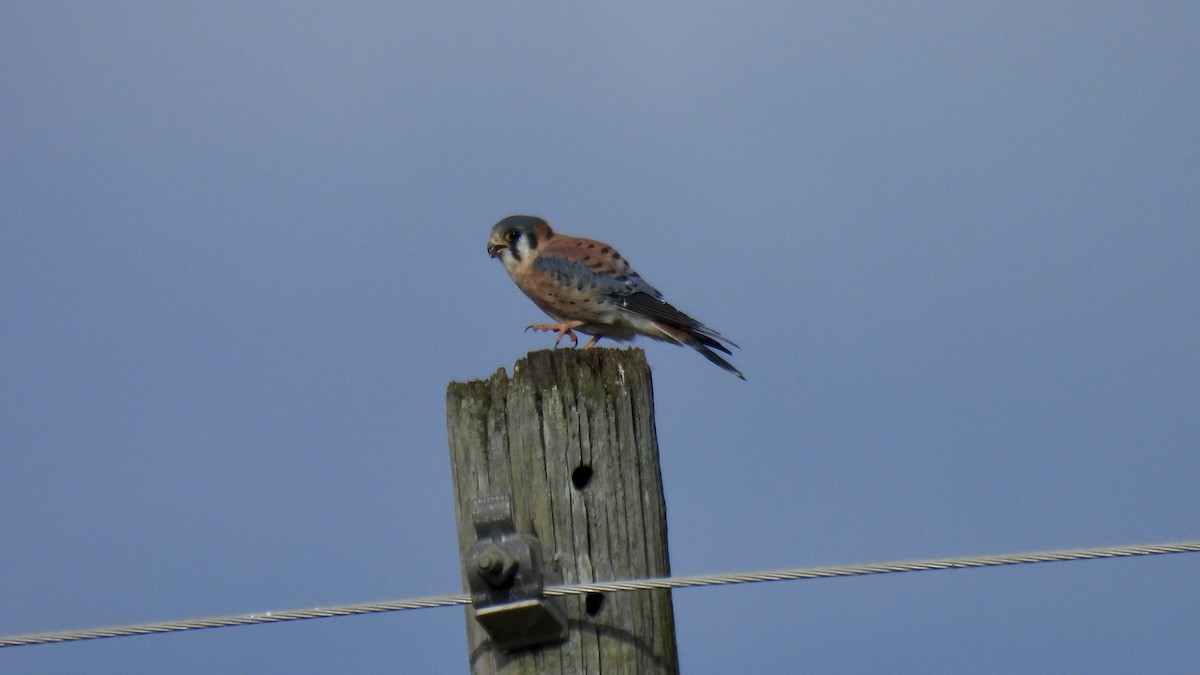 American Kestrel - ML646141878