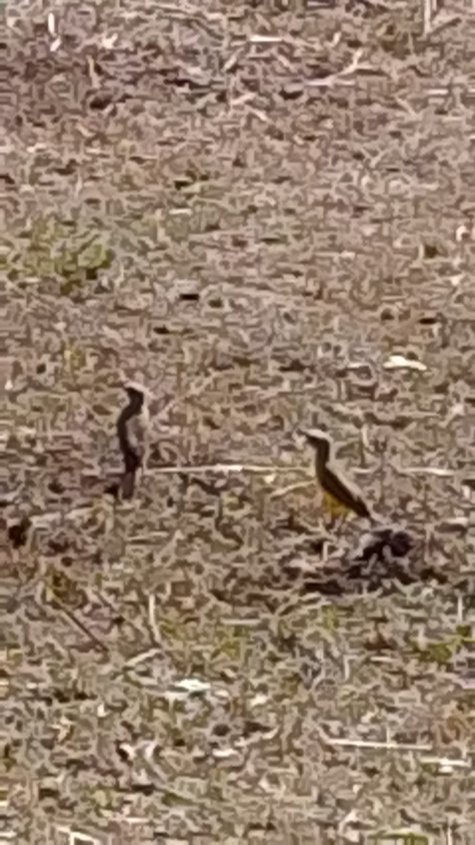 Cattle Tyrant - ML646141886