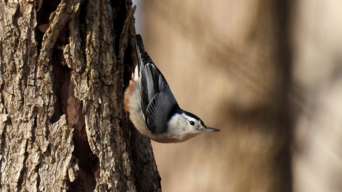 White-breasted Nuthatch - ML646141889