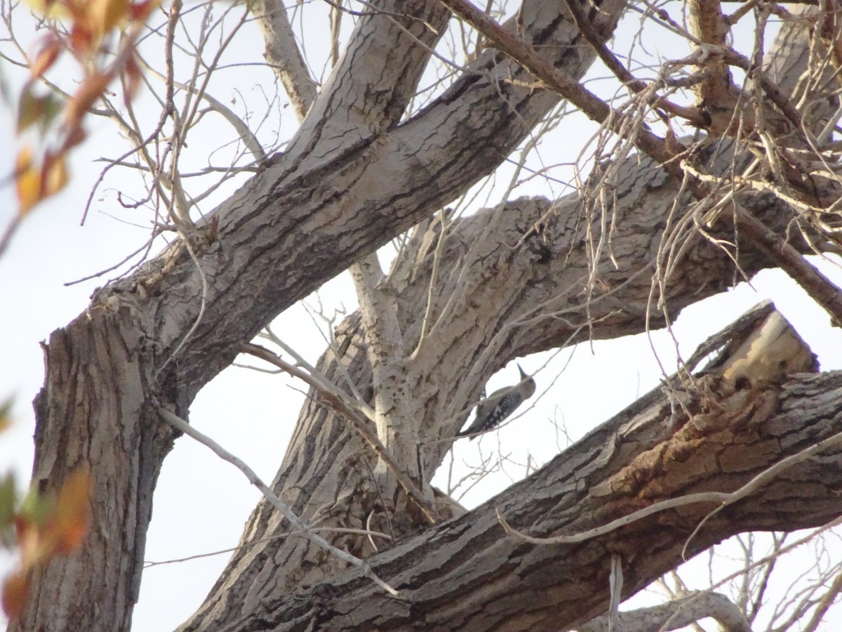 Golden-fronted Woodpecker - ML646141892