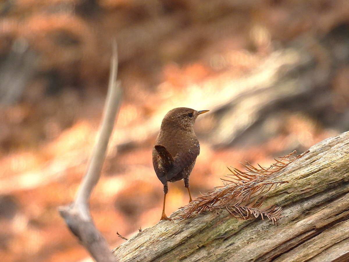 Winter Wren - ML646141904
