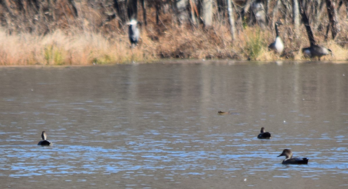 オカヨシガモ - ML646141905