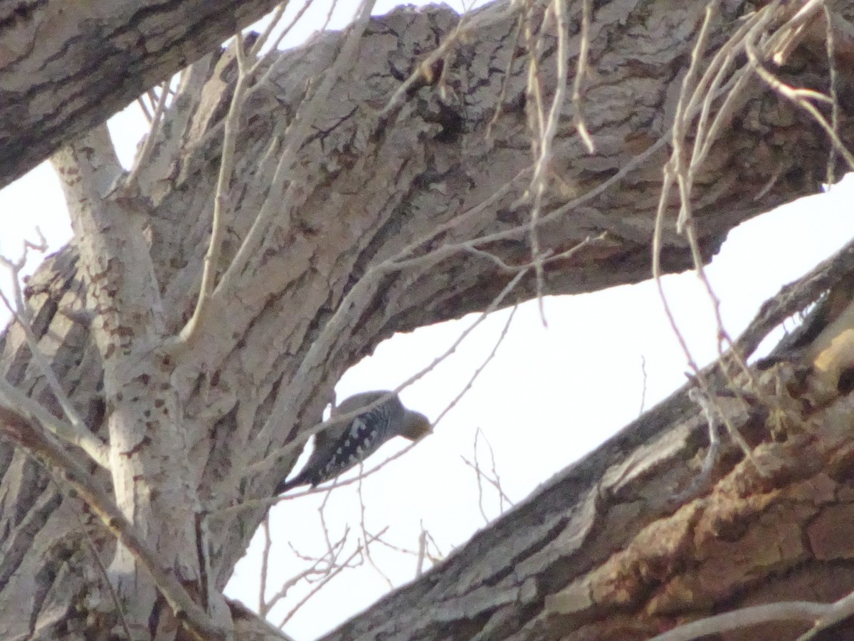 Golden-fronted Woodpecker - ML646141906