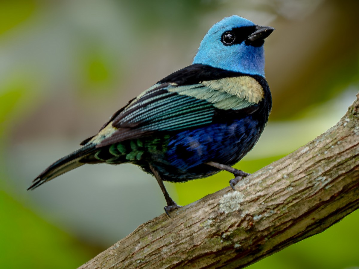 Calliste à cou bleu - ML646141908