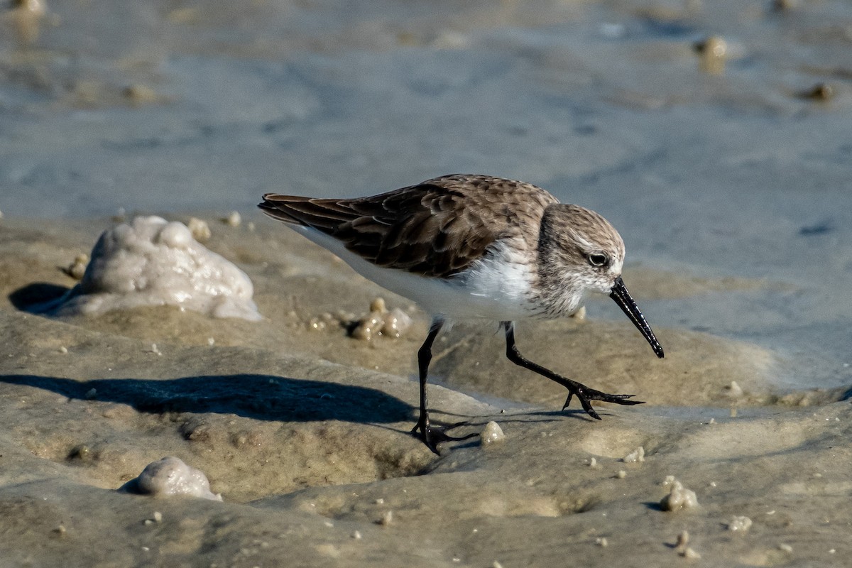 Western Sandpiper - ML646141913