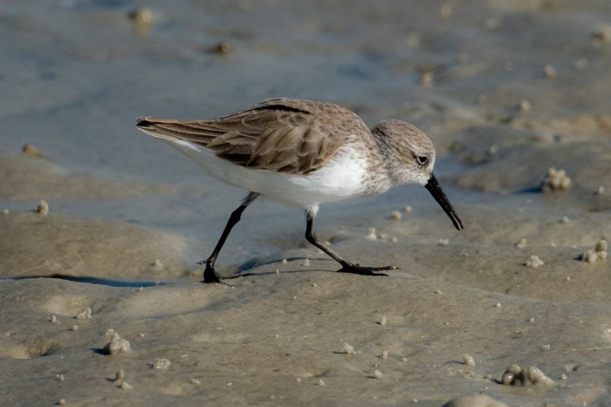 Western Sandpiper - ML646141914