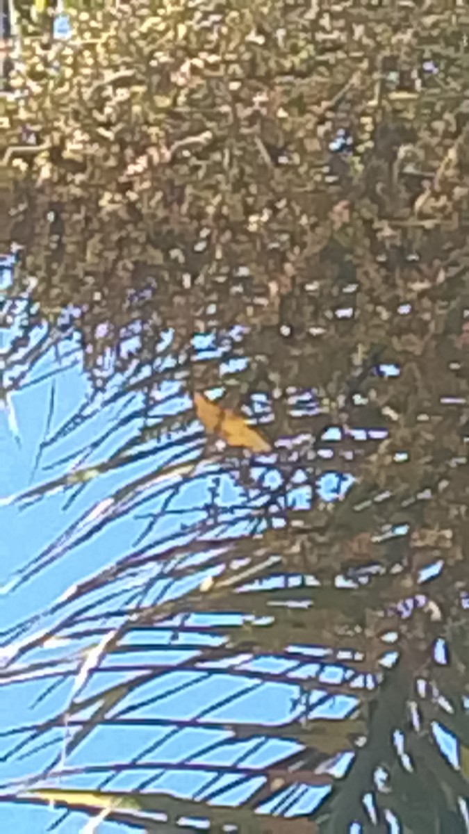 ハシブトスミレフウキンチョウ - ML646141915