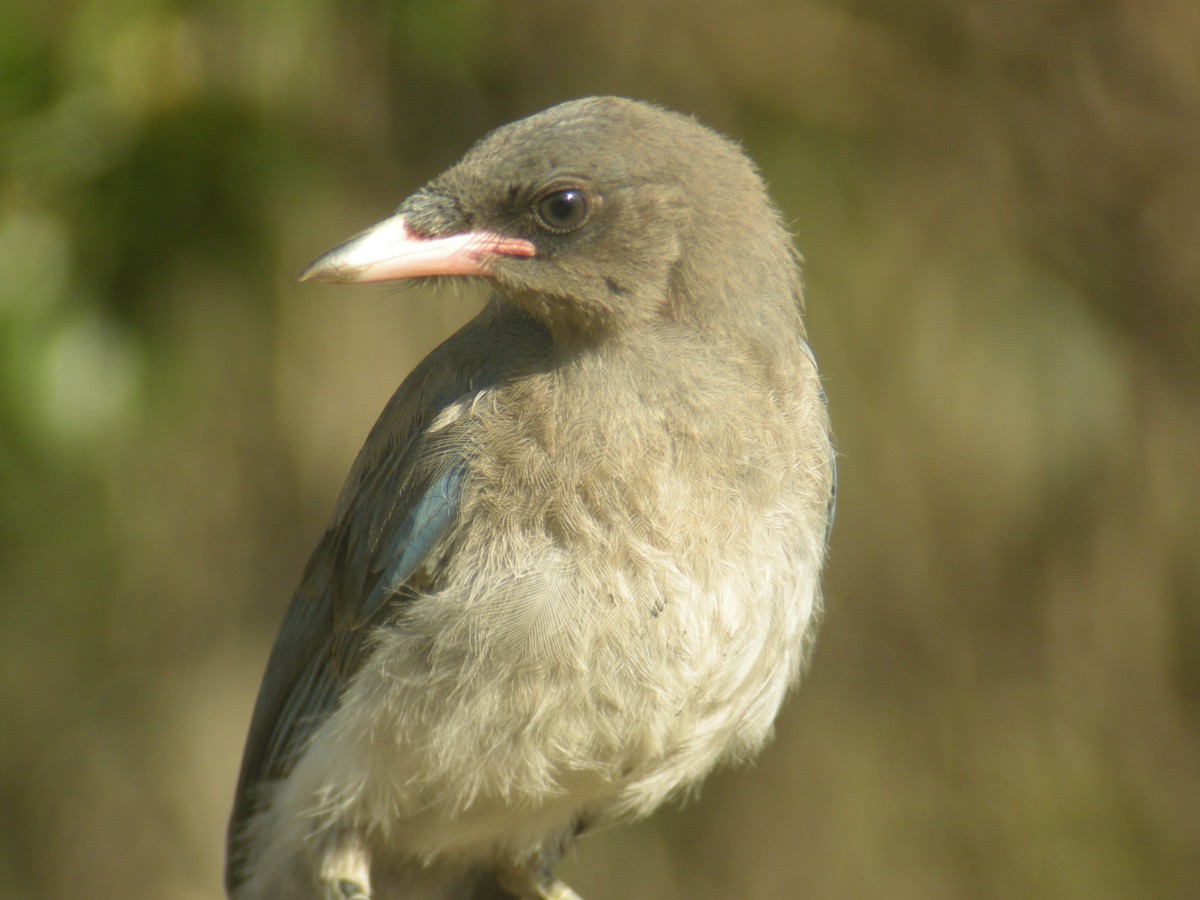 Mexican Jay - ML646141917