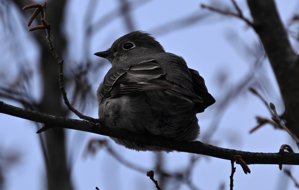 Townsend's Solitaire - ML646141924