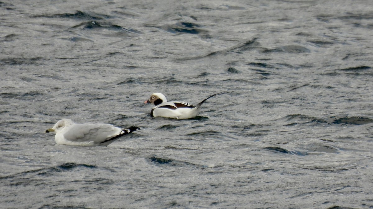 Long-tailed Duck - ML646141925