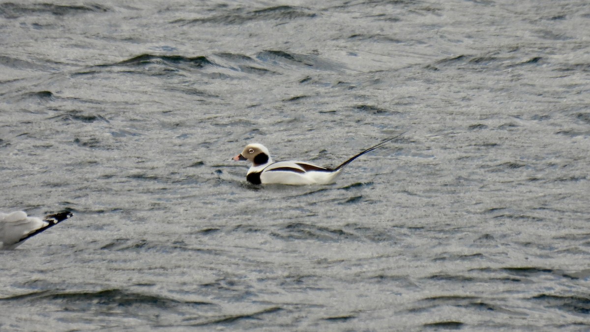 コオリガモ - ML646141926