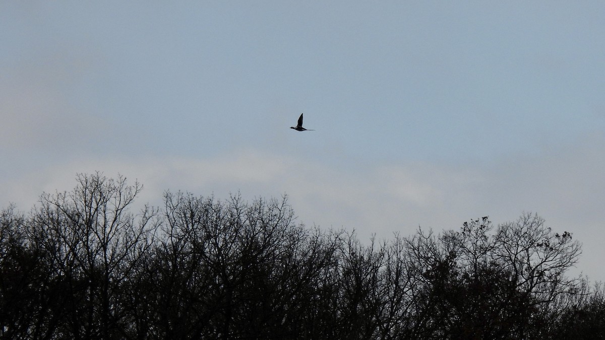 コオリガモ - ML646141927