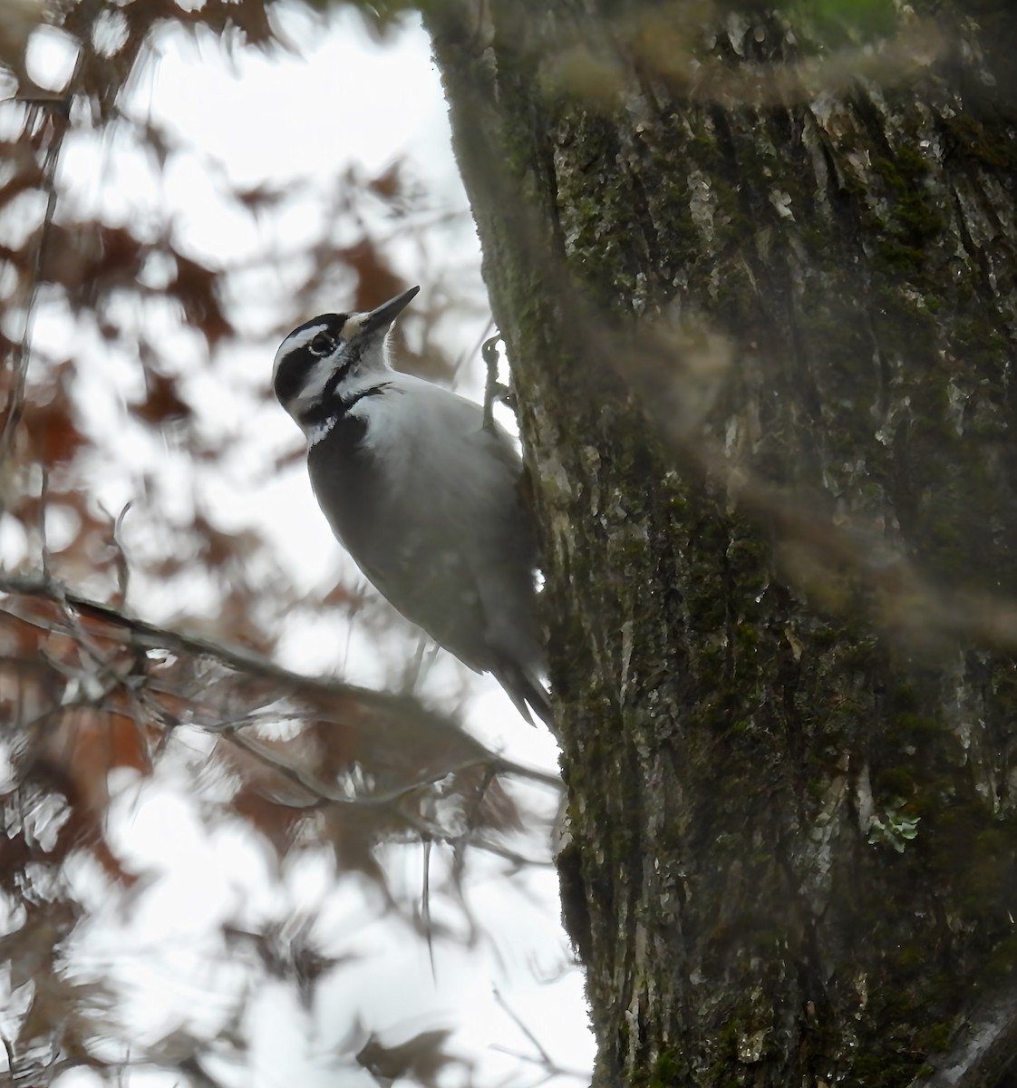 セジロアカゲラ - ML646141928