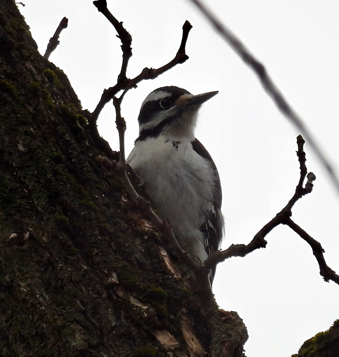 セジロアカゲラ - ML646141929