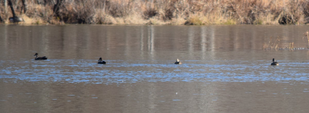 オカヨシガモ - ML646141931