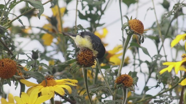 Jilguero Menor - ML646141933