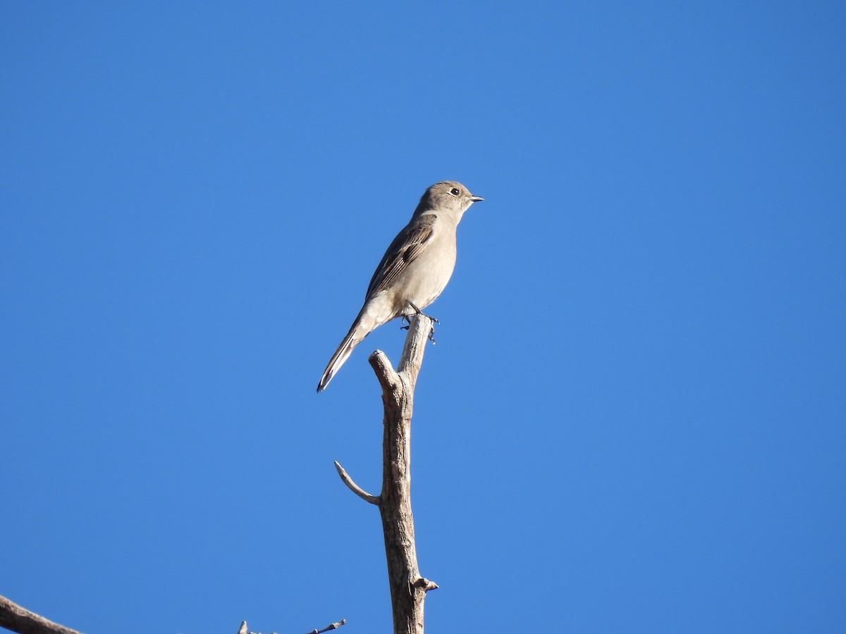 ハエトリツグミ - ML646141934