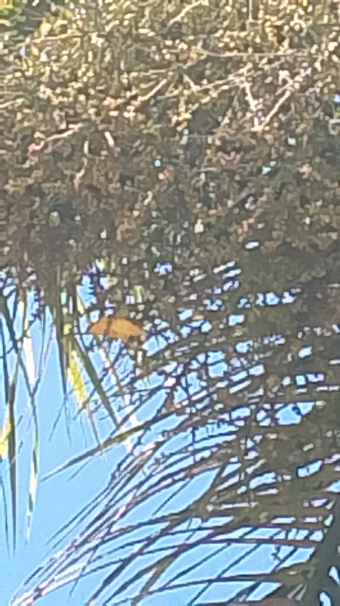 ハシブトスミレフウキンチョウ - ML646141935