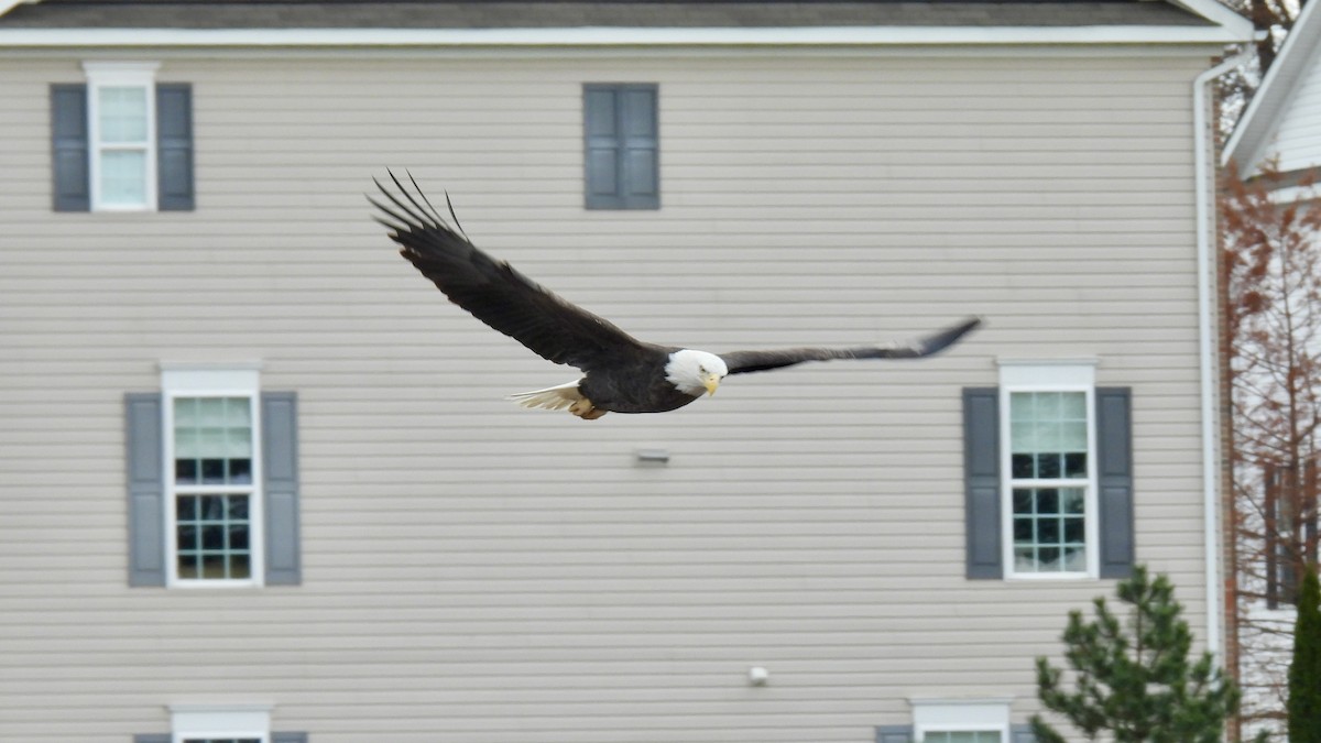 ハクトウワシ - ML646141936