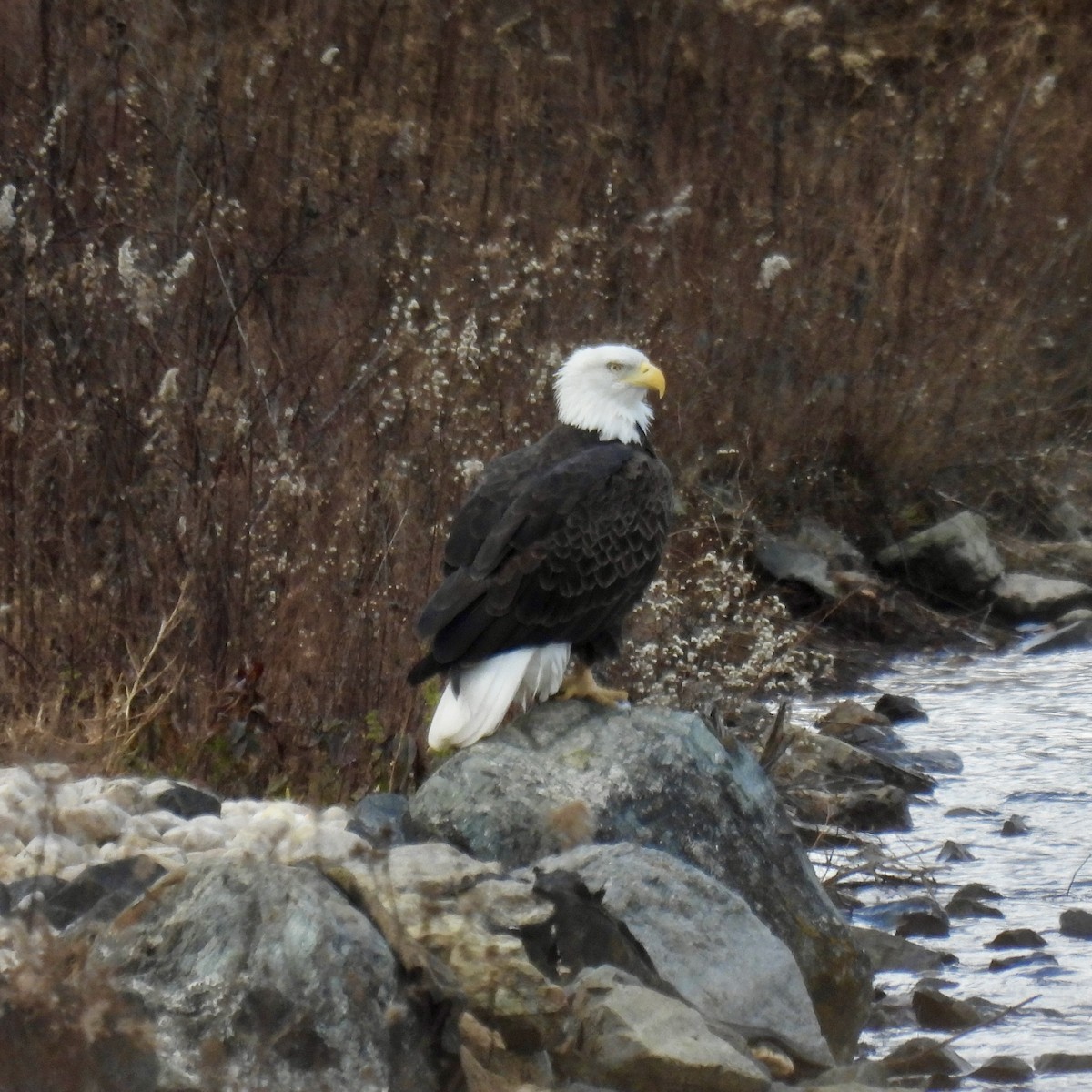 ハクトウワシ - ML646141937