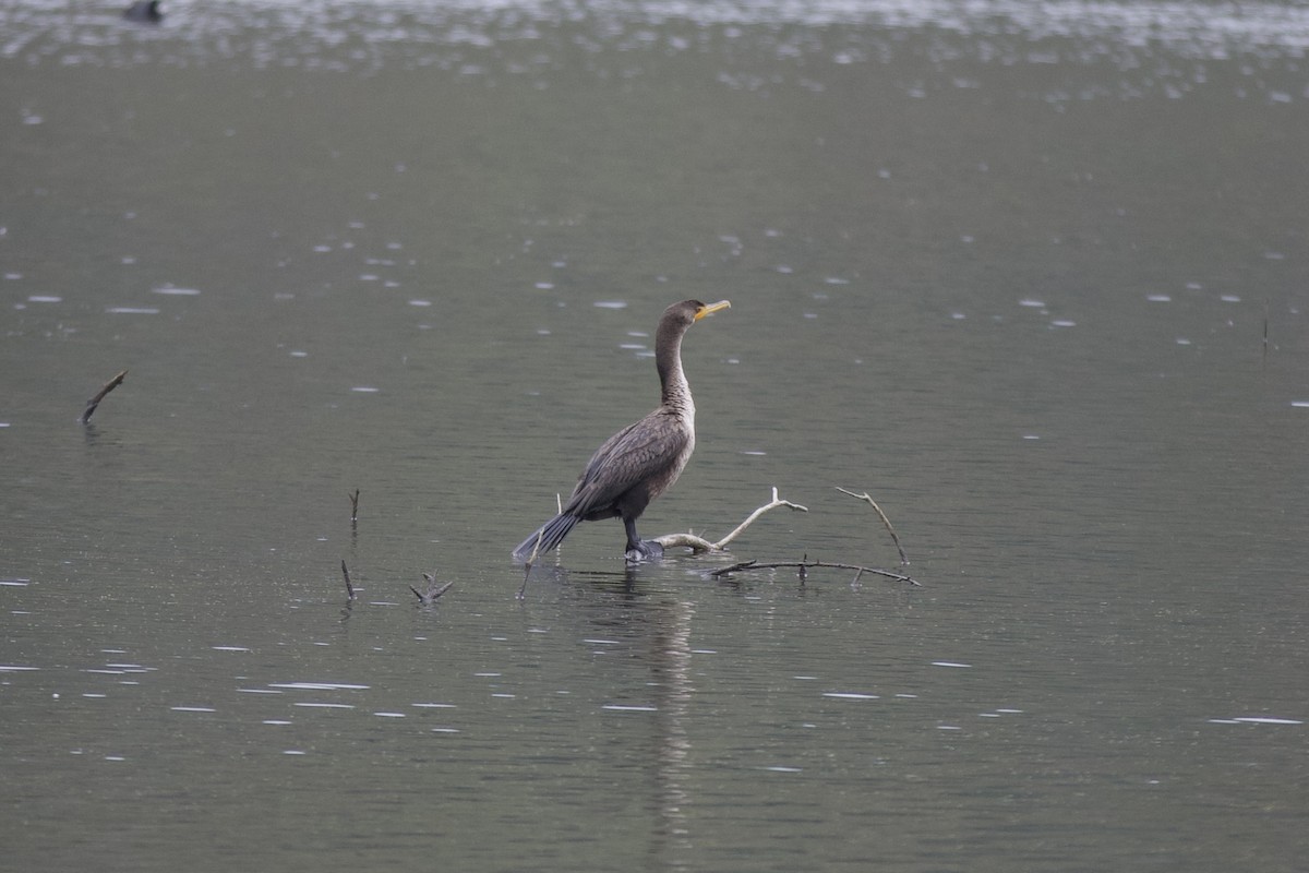 ミミヒメウ - ML646141938