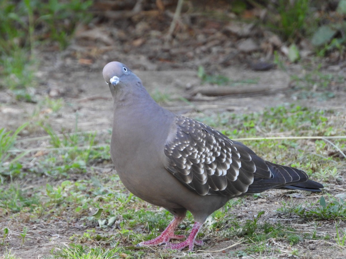 シロボシバト - ML646141939