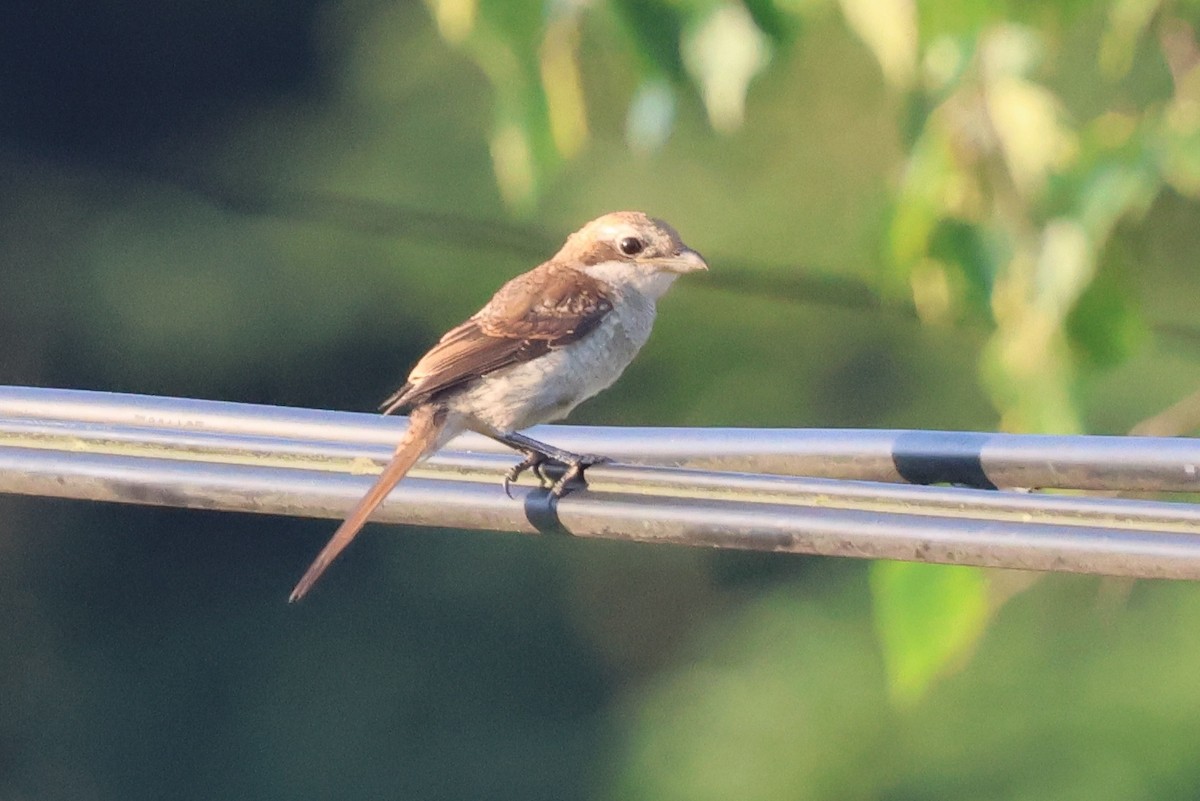 モズ - ML646141940